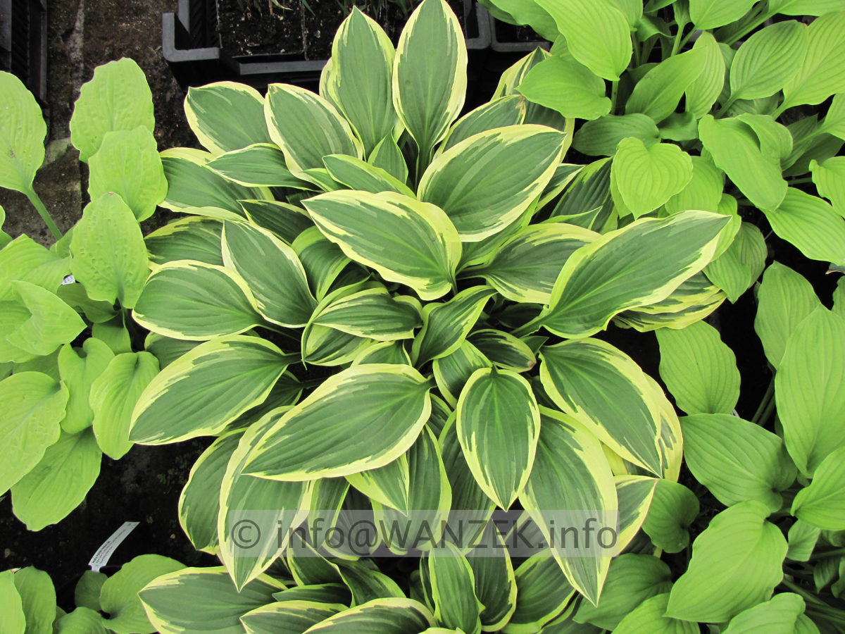 Hosta plantaginea So Sweet 3.JPG